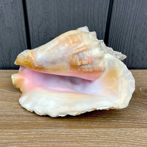 Large Conch Seashell - Picture 1 of 11
